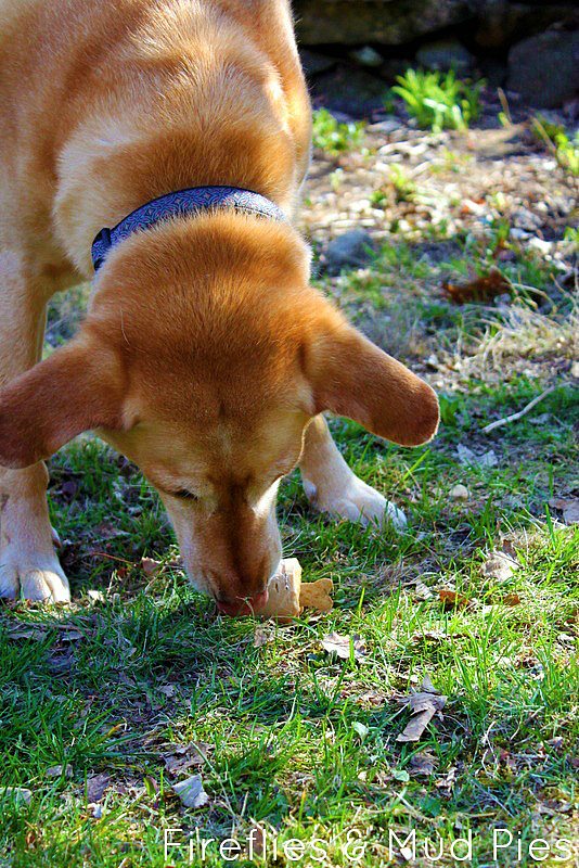 dog-sniffing-treat