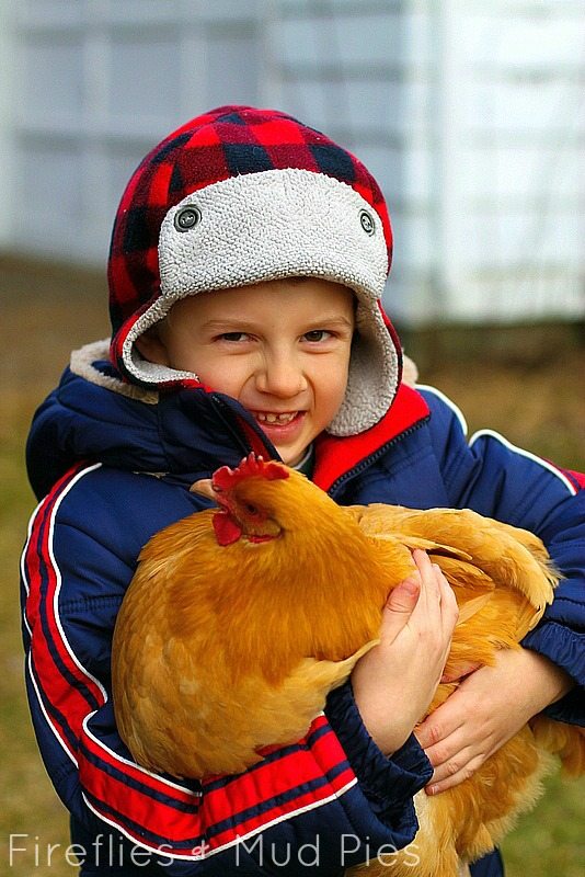 caring for hen
