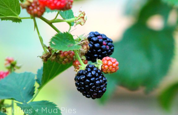 Fresh Blackberries for Baking!