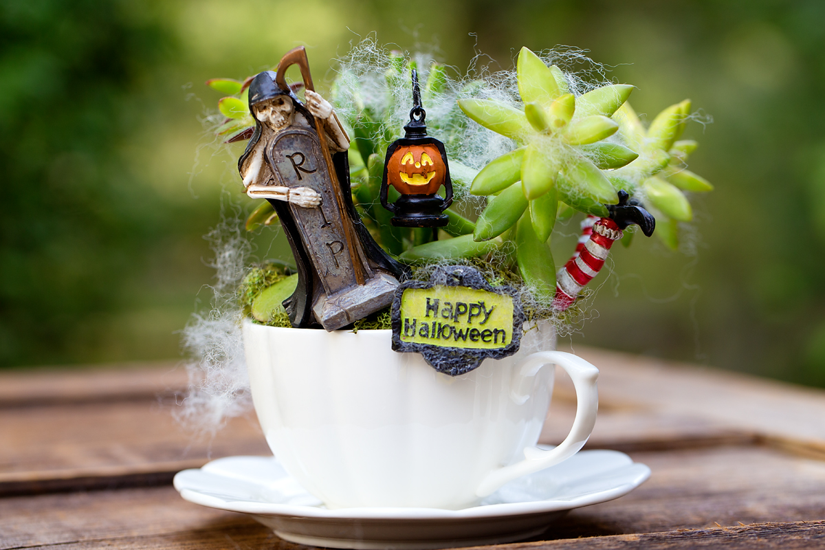 Finished Halloween fairy garden in a teacup.