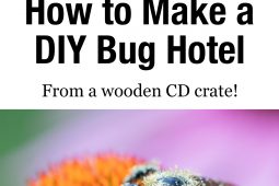 Pinterest Hidden Image