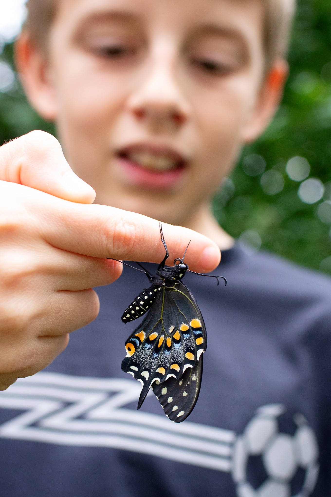 Boy Holding Adult Black Swallowtail Butterfly Boy Holding Adult Black Swallowtail Butterfly