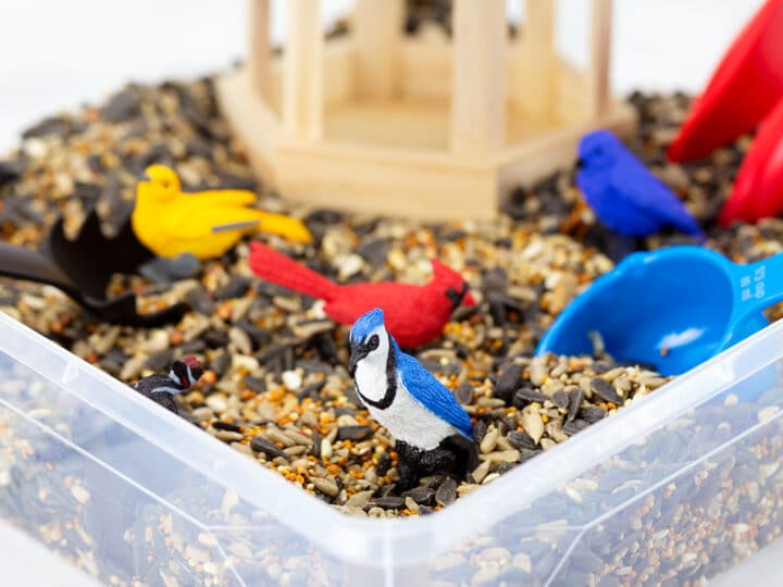 Bird Sensory Bin