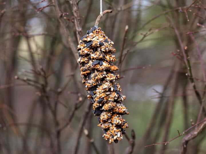 Pine Cone Bird Feeder