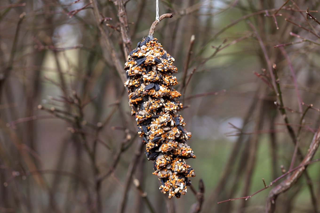 Pine Cone Bird Feeder