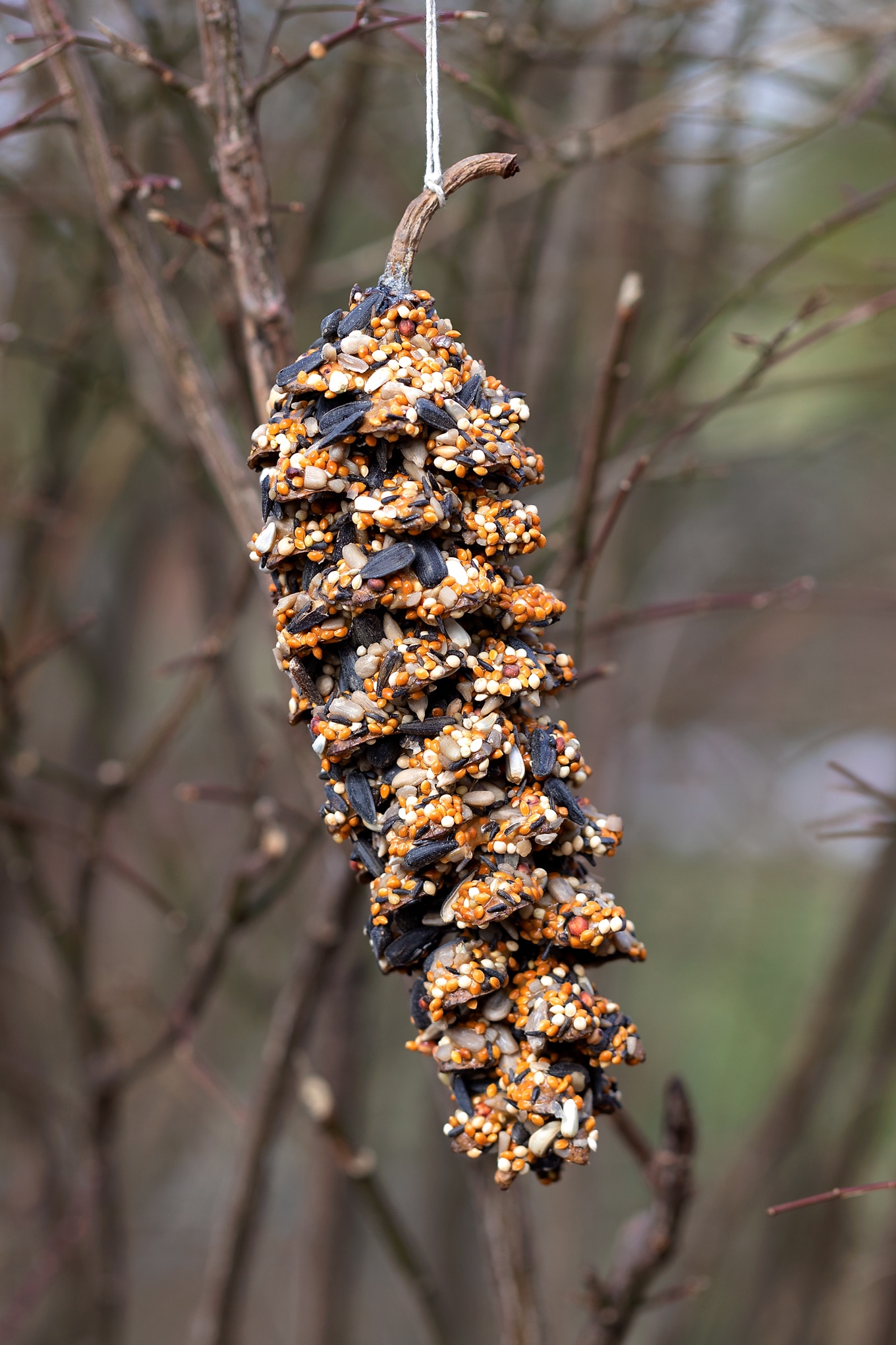 Pine Cone Bird Feeder Fireflies And Mud Pies