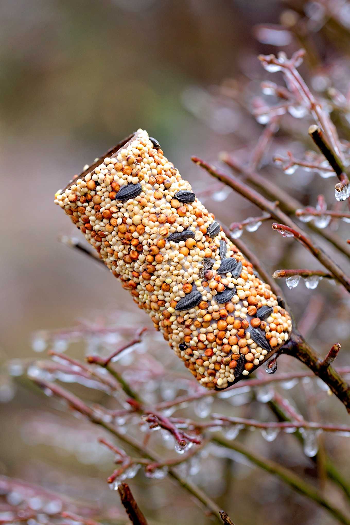 Toilet Paper Roll Bird Feeder