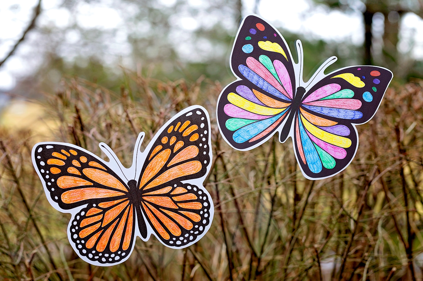 Two Butterfly Suncatchers on a Window Two Butterfly Suncatchers on a Window