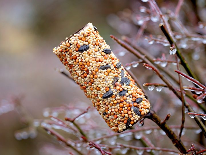 Toilet Paper Roll Bird Feeder