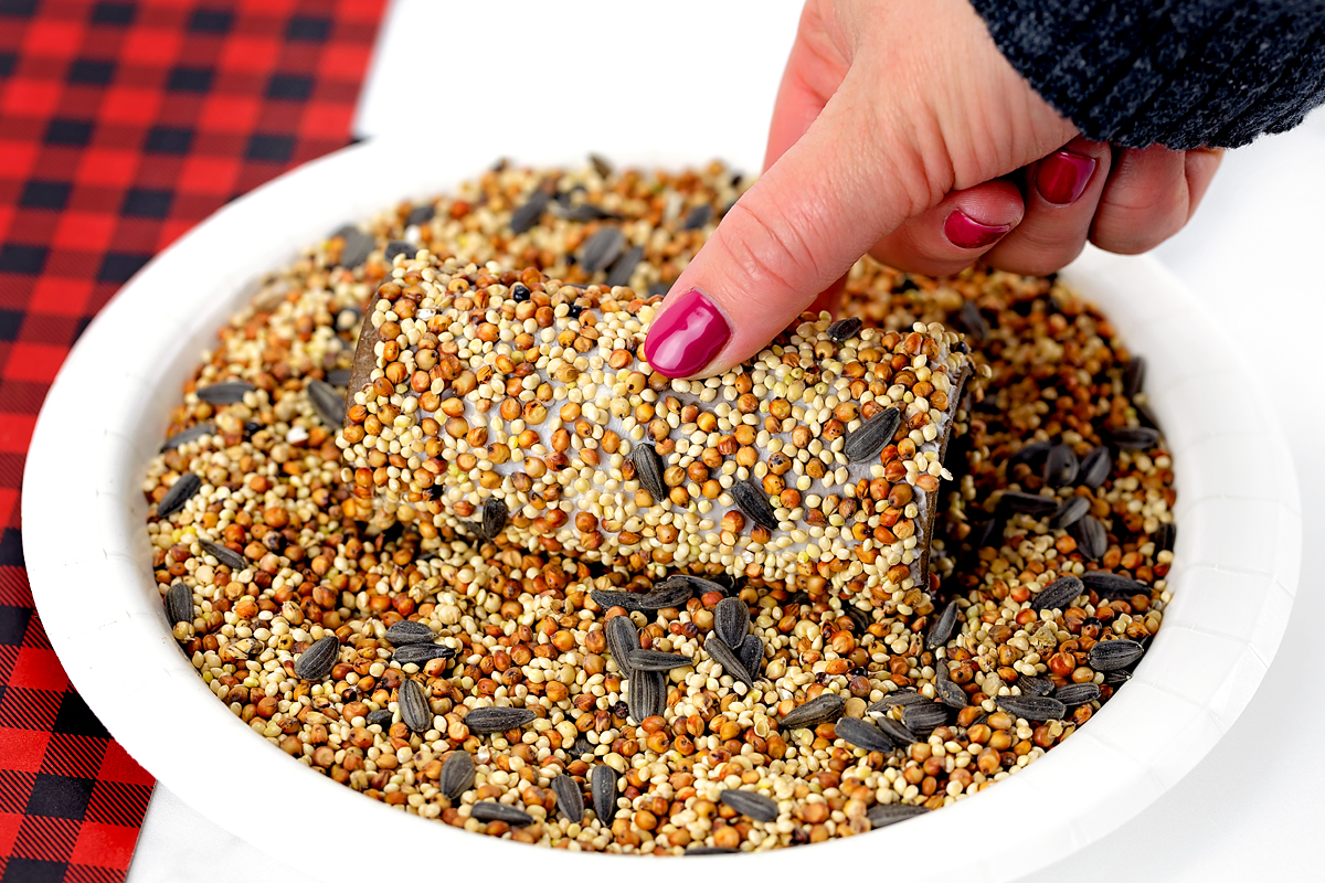 Toilet paper roll being rolled in a plate of birdseed to coat the shortening for a homemade bird feeder.