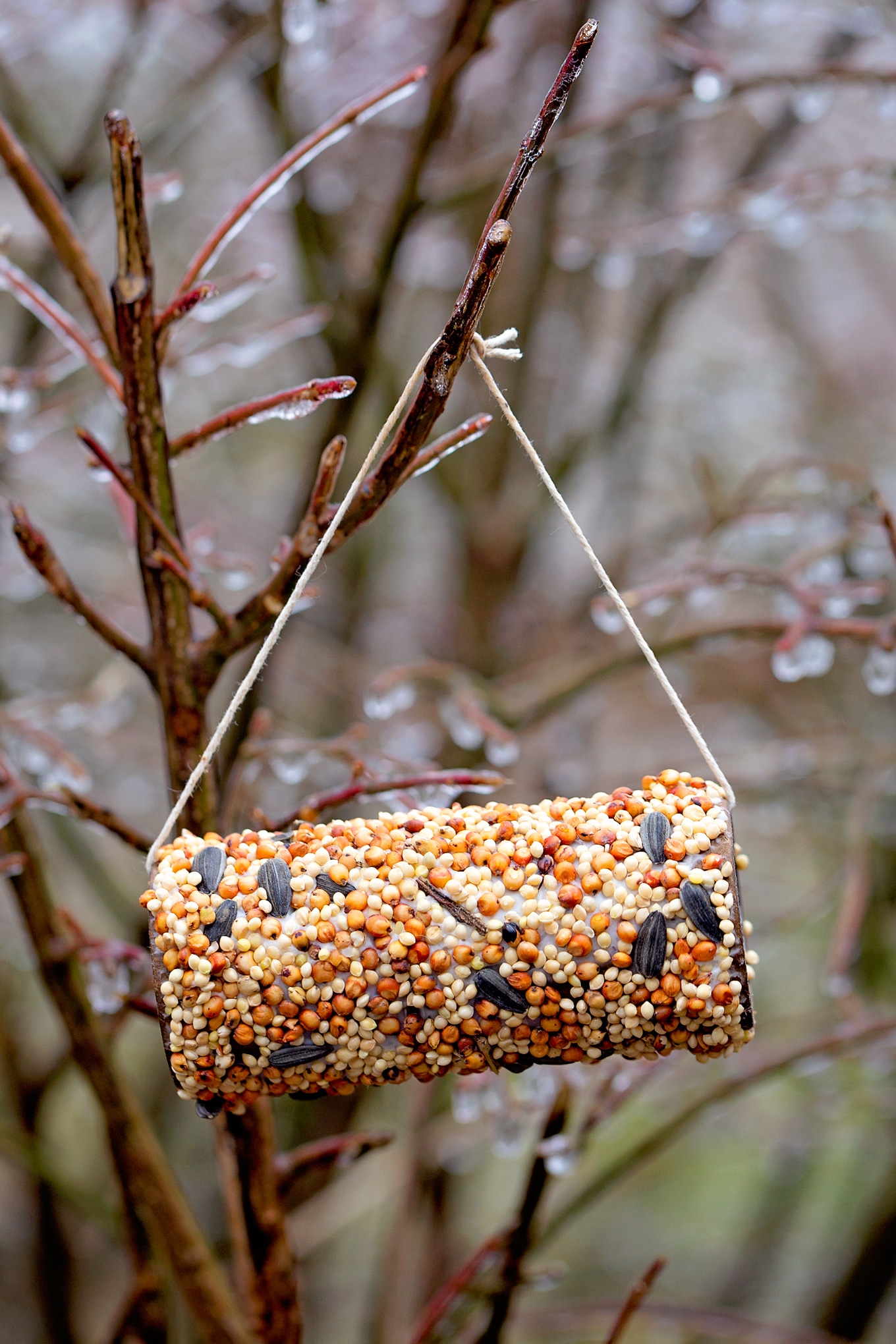 Toilet Paper Roll Bird Feeder Toilet Paper Roll Bird Feeder