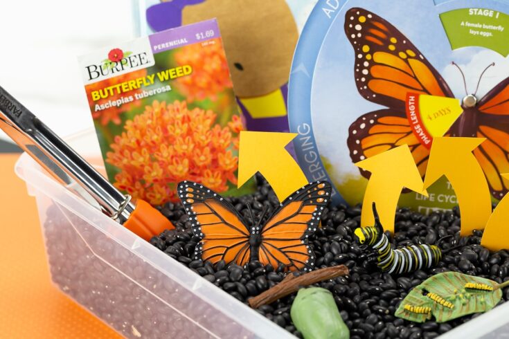Plastic MONARCH BUTTERFLY life cycle 4 stages educational learning resource toy 