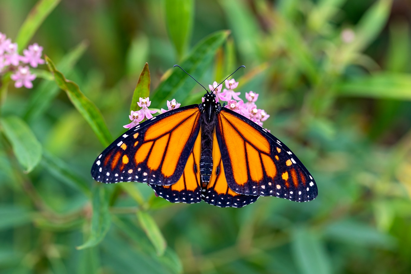 Adult Male Monarch Butterfly