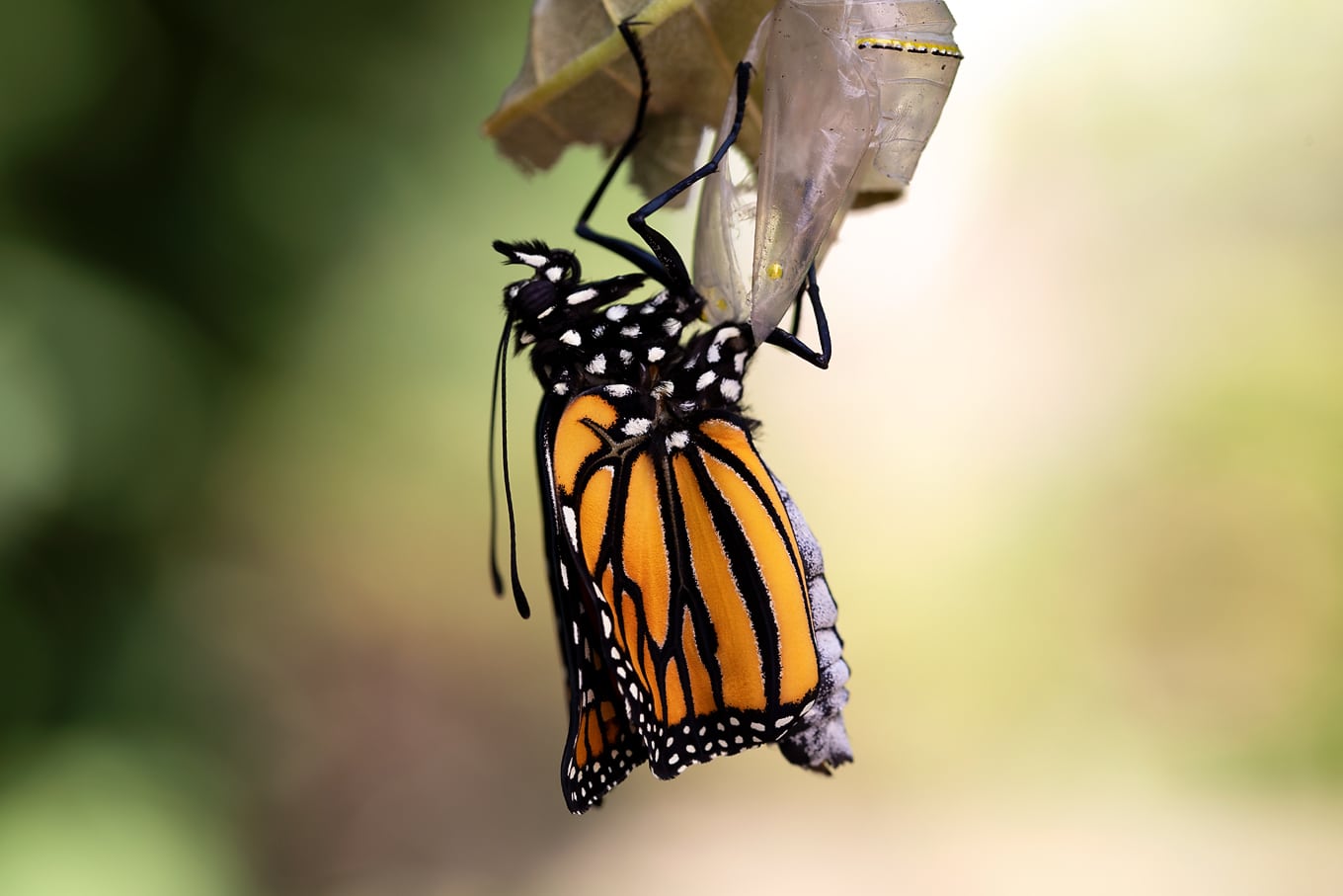 Newly Eclosed Monarch Butterfly