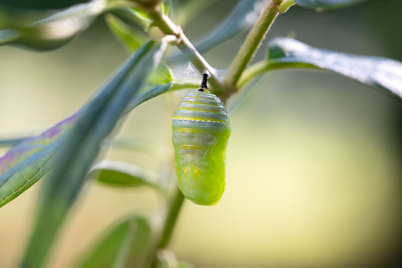 Monarch Pupa