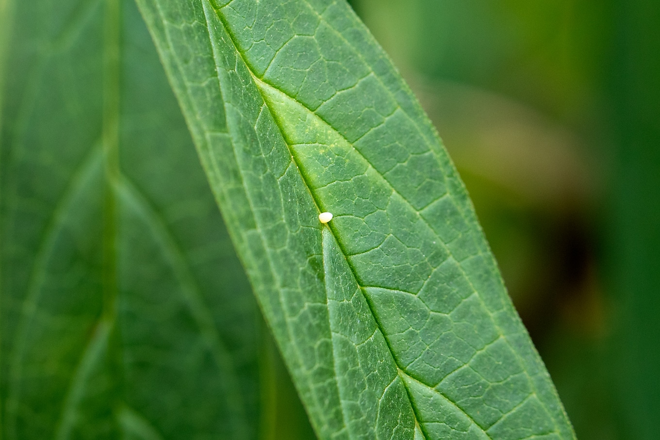 Monarch butterfly egg on milkweed.