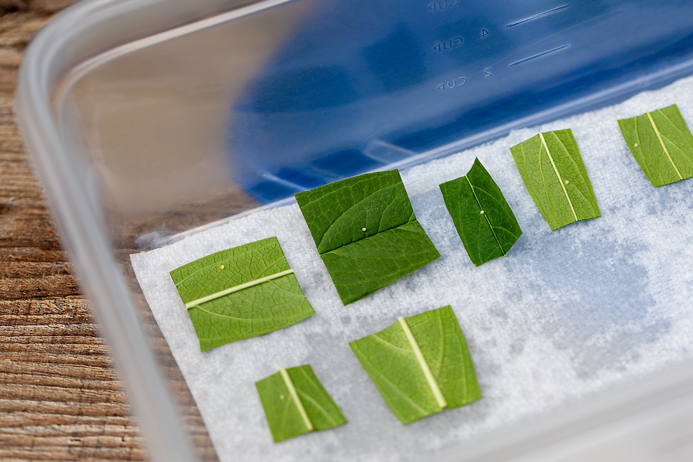 Butterfly Egg Hatchery