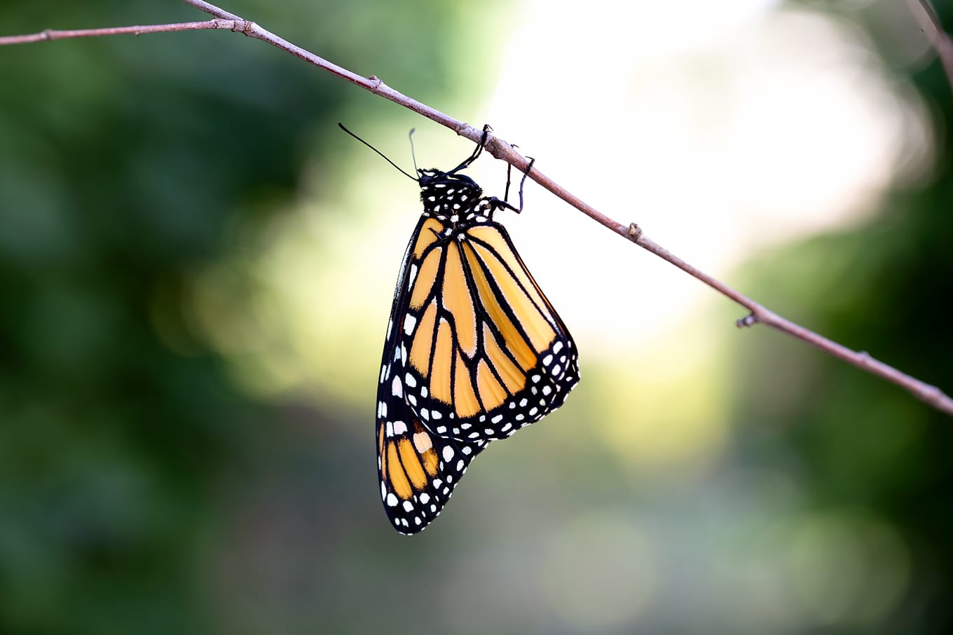 Adult Monarch Butterfly