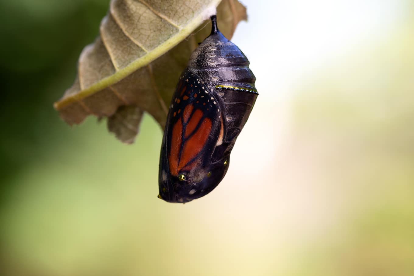 Monarch Caterpillar Pupa with Visible Monarch Wings
