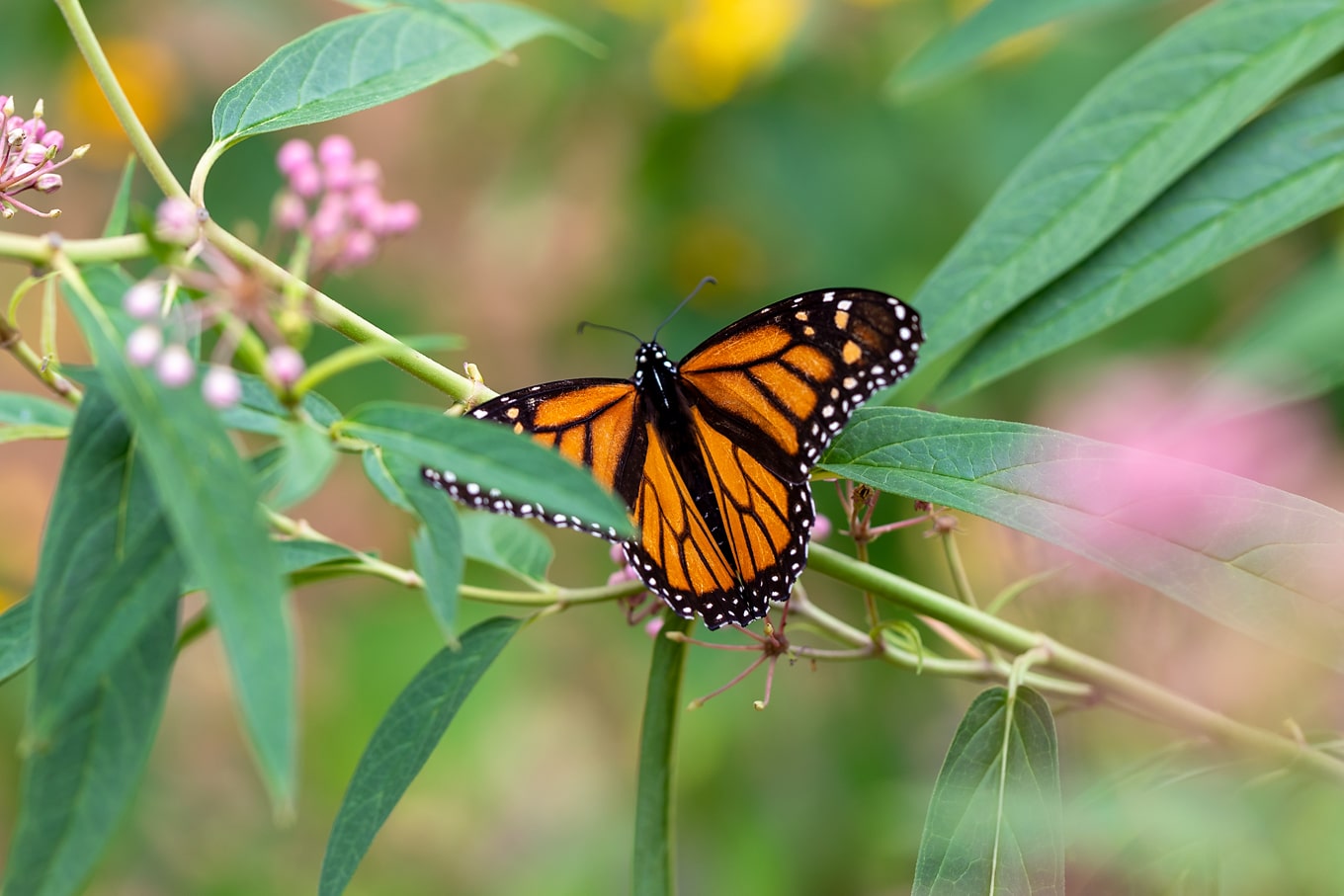 Adult Female Monarch Butterfly