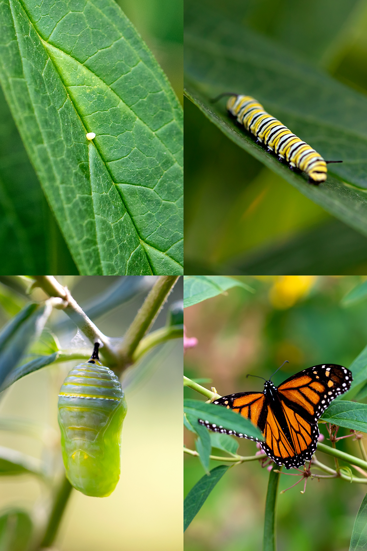 Photograph of the Monarch Butterfly life cycle.