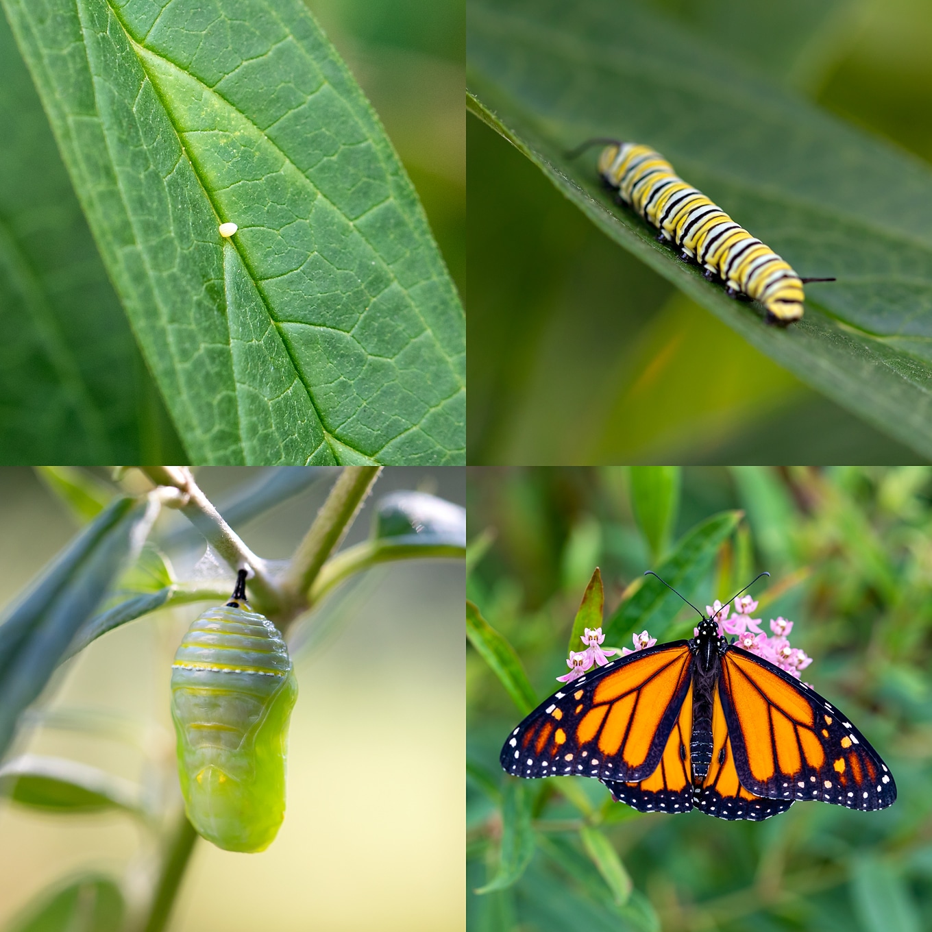 Photo of the monarch life cycle.