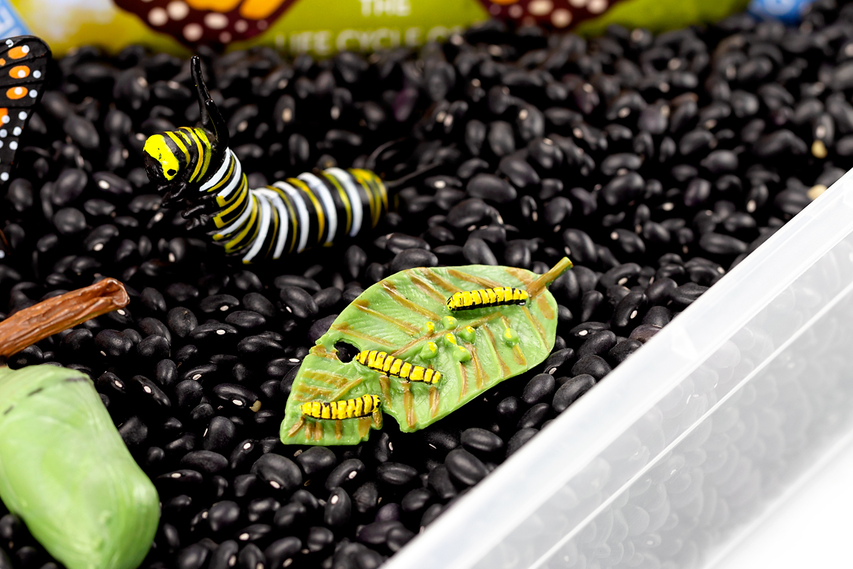Monarch Butterfly Life Cycle Toys