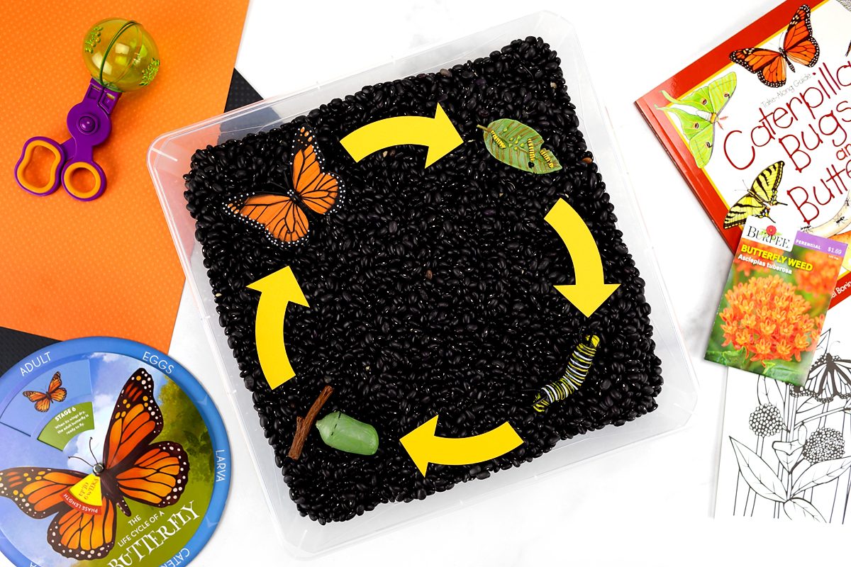 Butterfly Life Cycle Sensory Bin