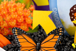 Pinterest Hidden Image