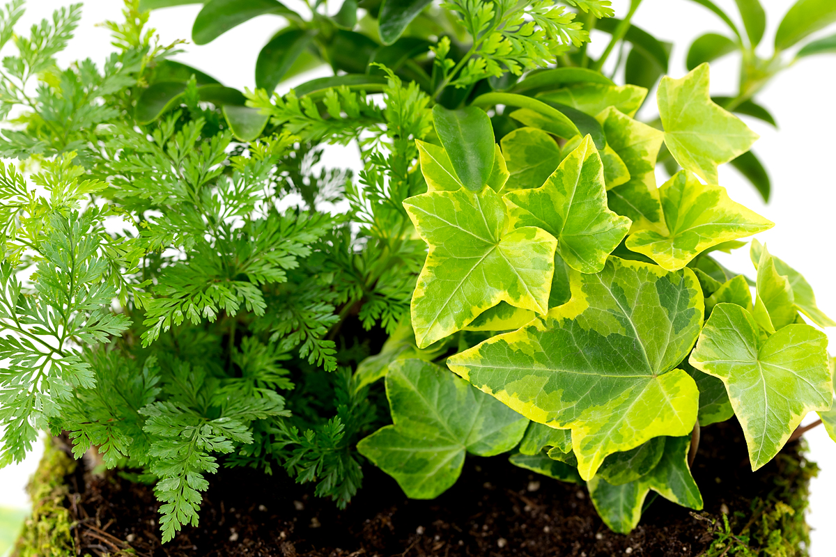Plants in a basket.