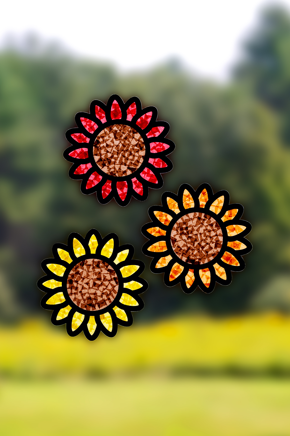 Sunflowers hanging in a window.