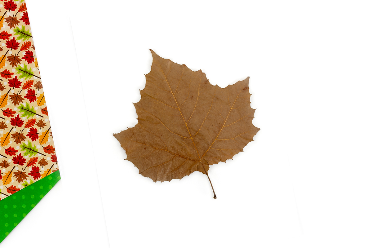 Leaf taped to watercolor paper.