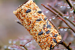 Pinterest Hidden Image