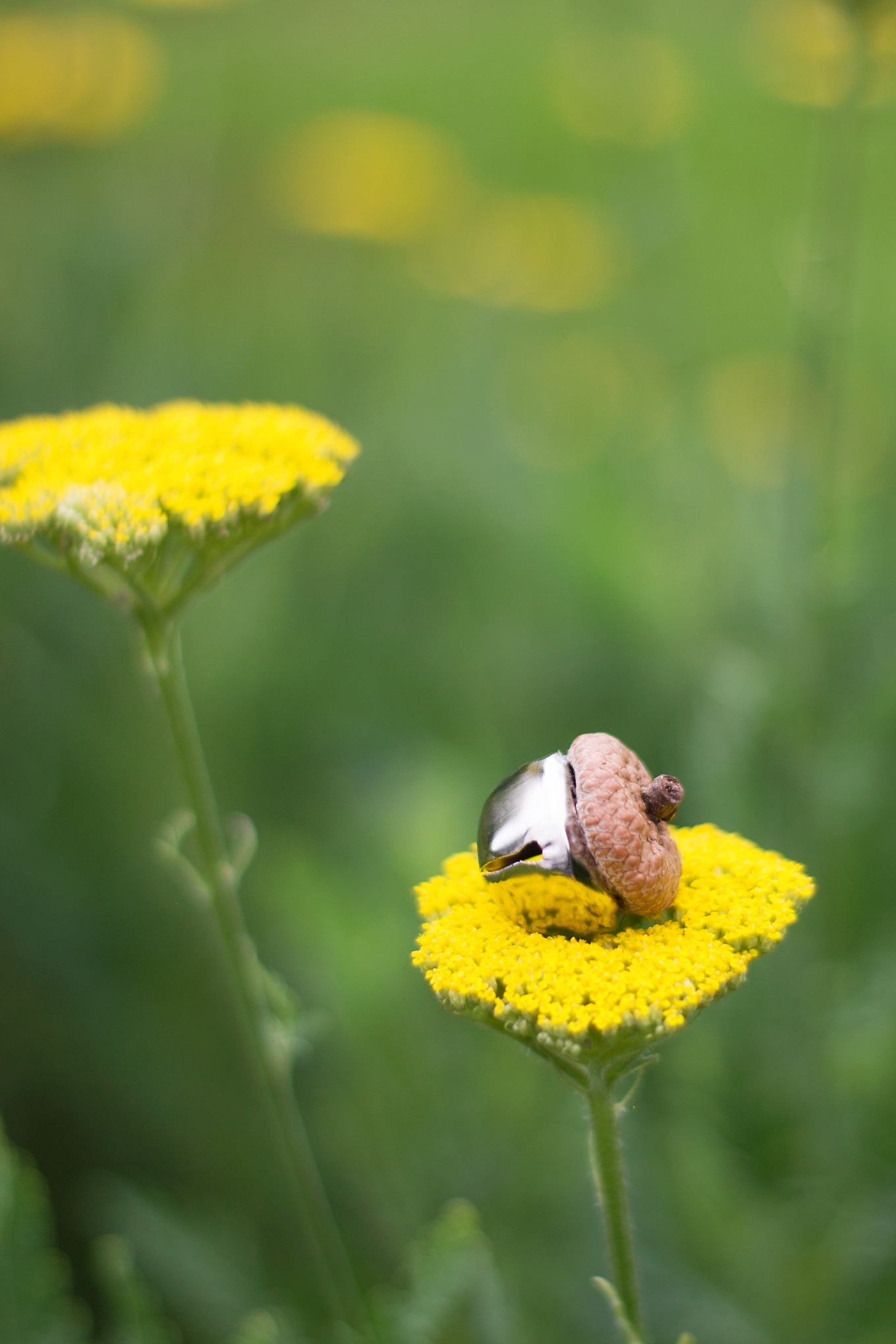 Acorn Bells, an easy nature craft for kids, are a sweet addition to gardens, fairy houses, or fall decor.