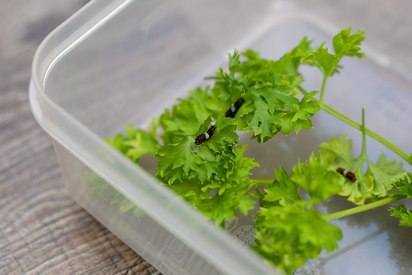 Newborn Black Swallowtail Caterpillars on Parsley Newborn Black Swallowtail Caterpillars on Parsley