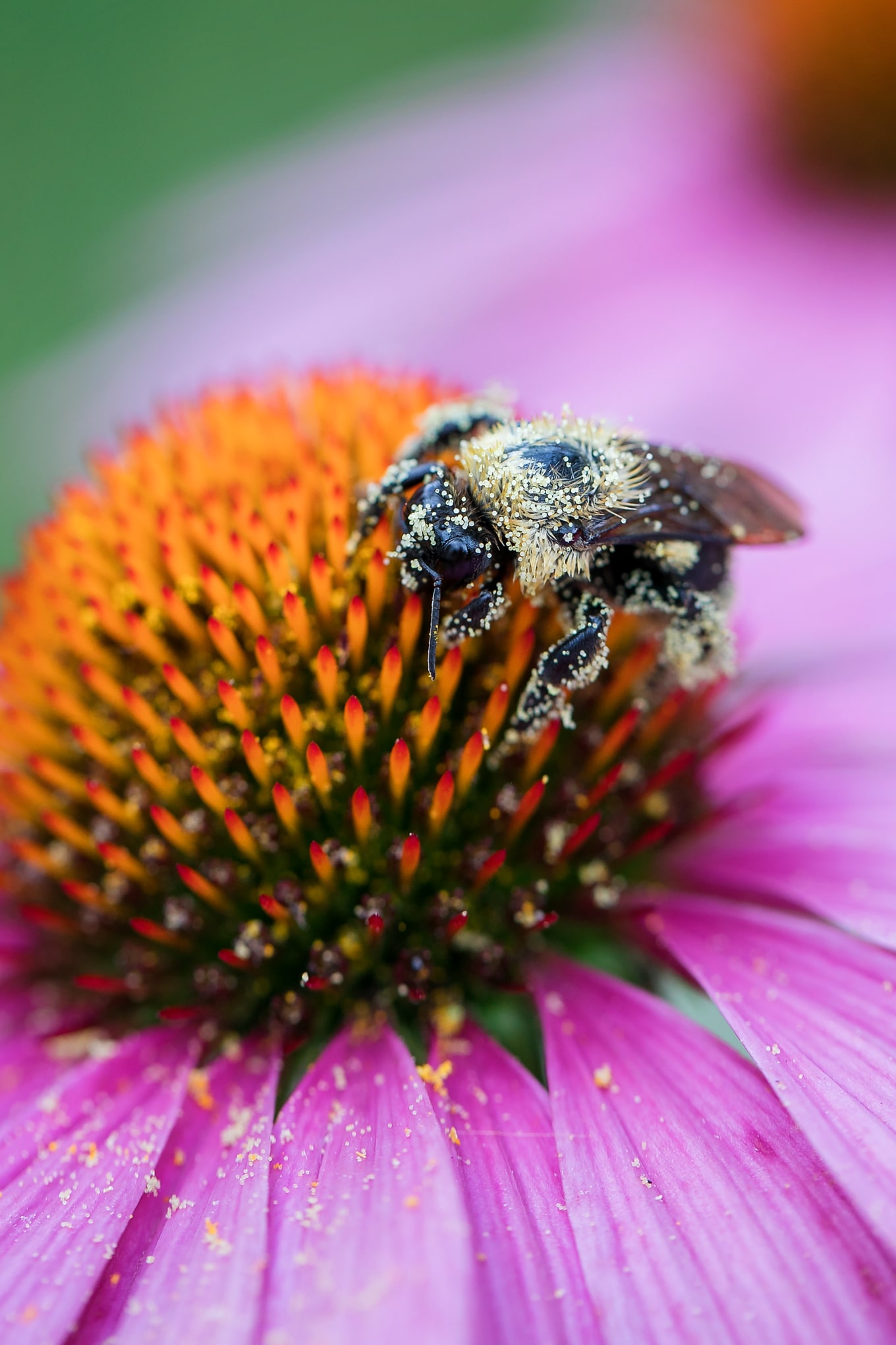 Bee on Cone Flower Bee on Cone Flower