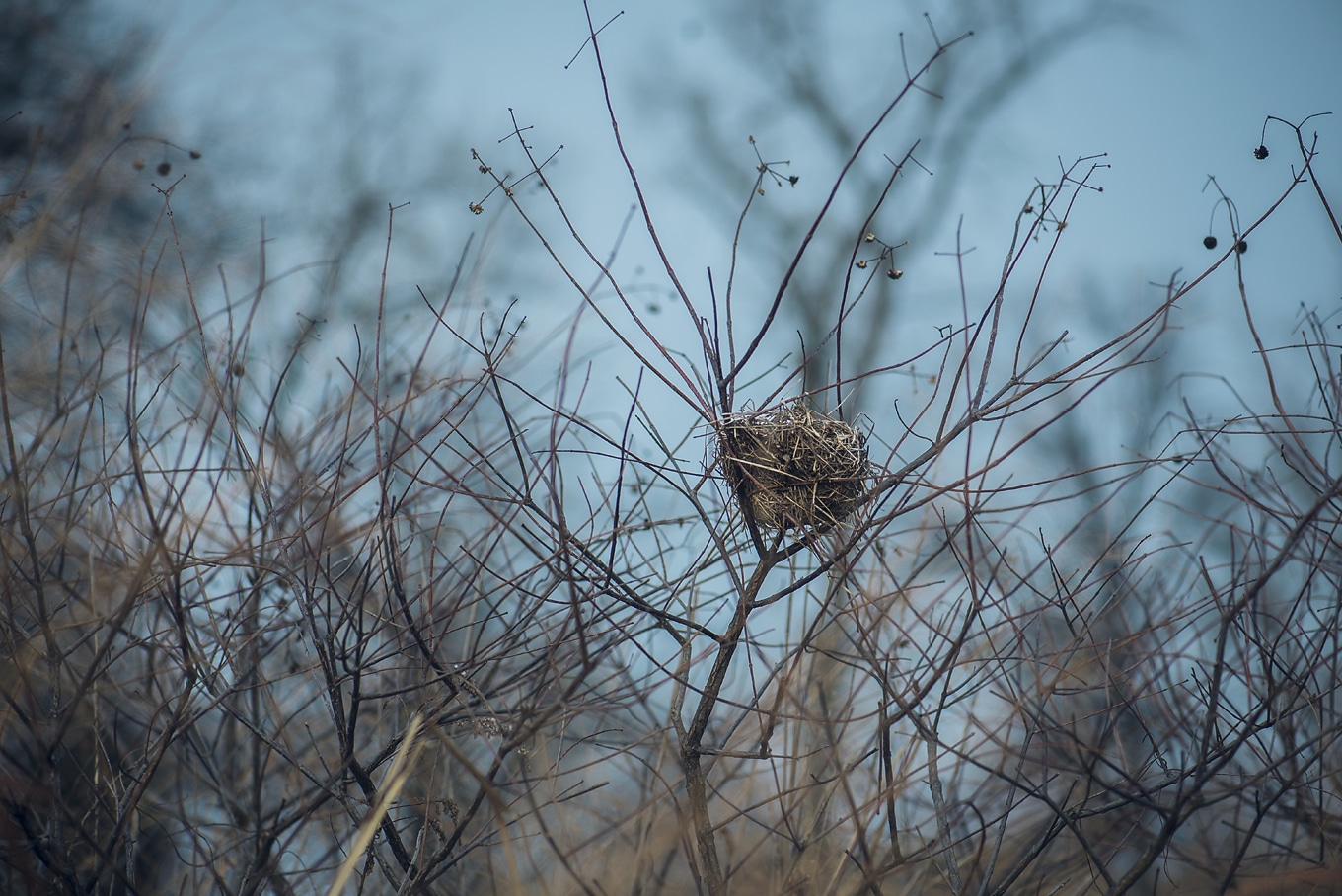 Bird Nest on Nature Walk Bird Nest on Nature Walk