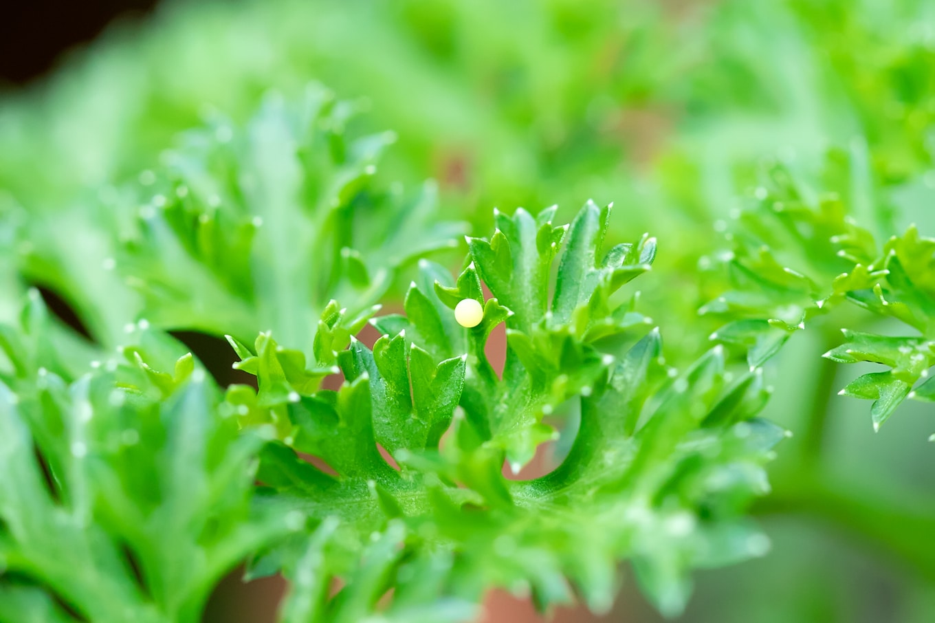 Black Swallowtail Eggs on Parsley Black Swallowtail Eggs on Parsley