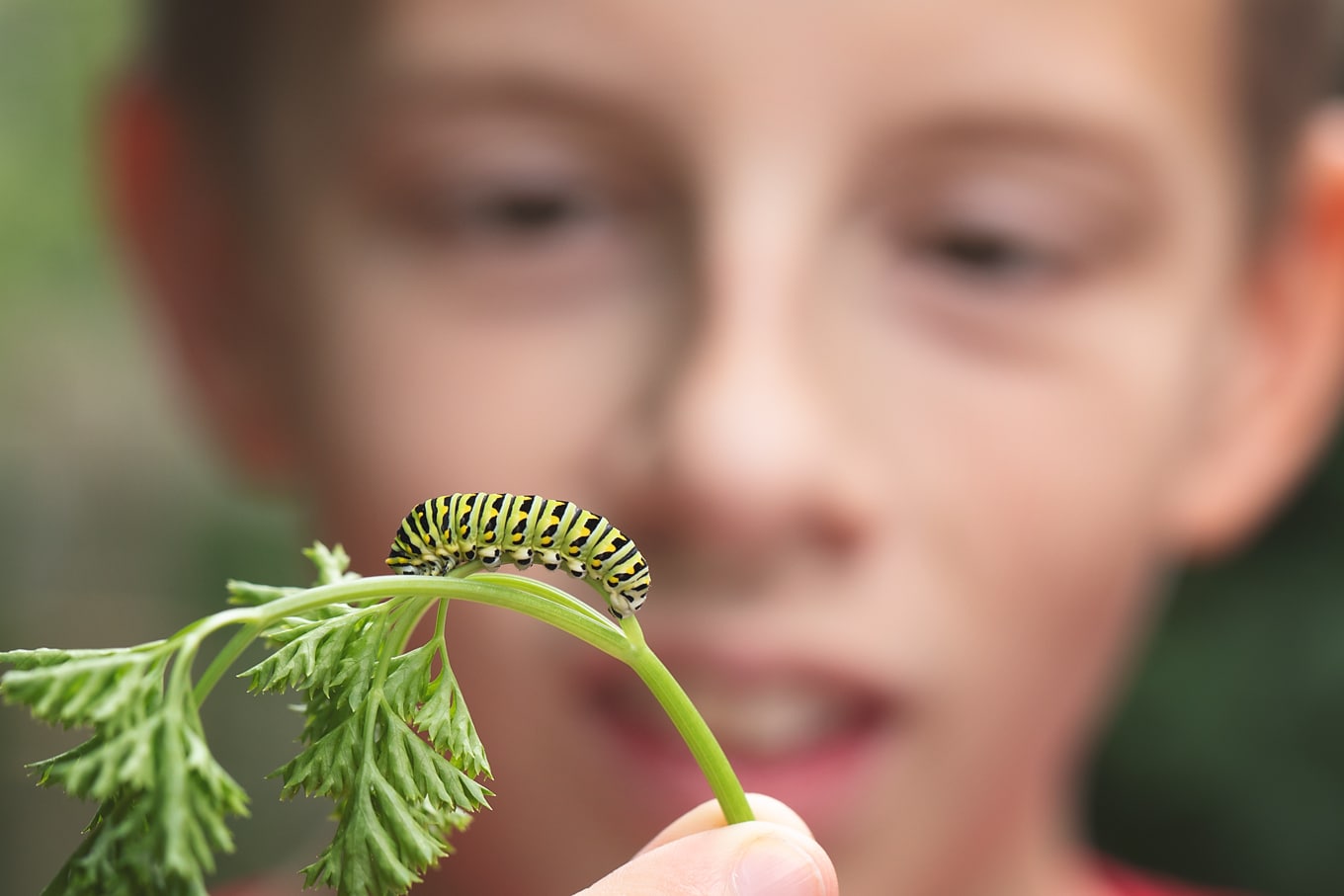 Child Holding Black Swallowtail Caterpillar Child Holding Black Swallowtail Caterpillar
