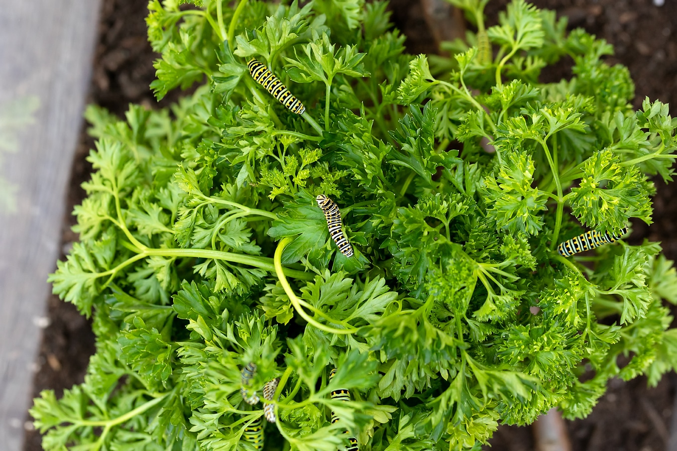 Black Swallowtail Caterpillars on Parsley Black Swallowtail Caterpillars on Parsley