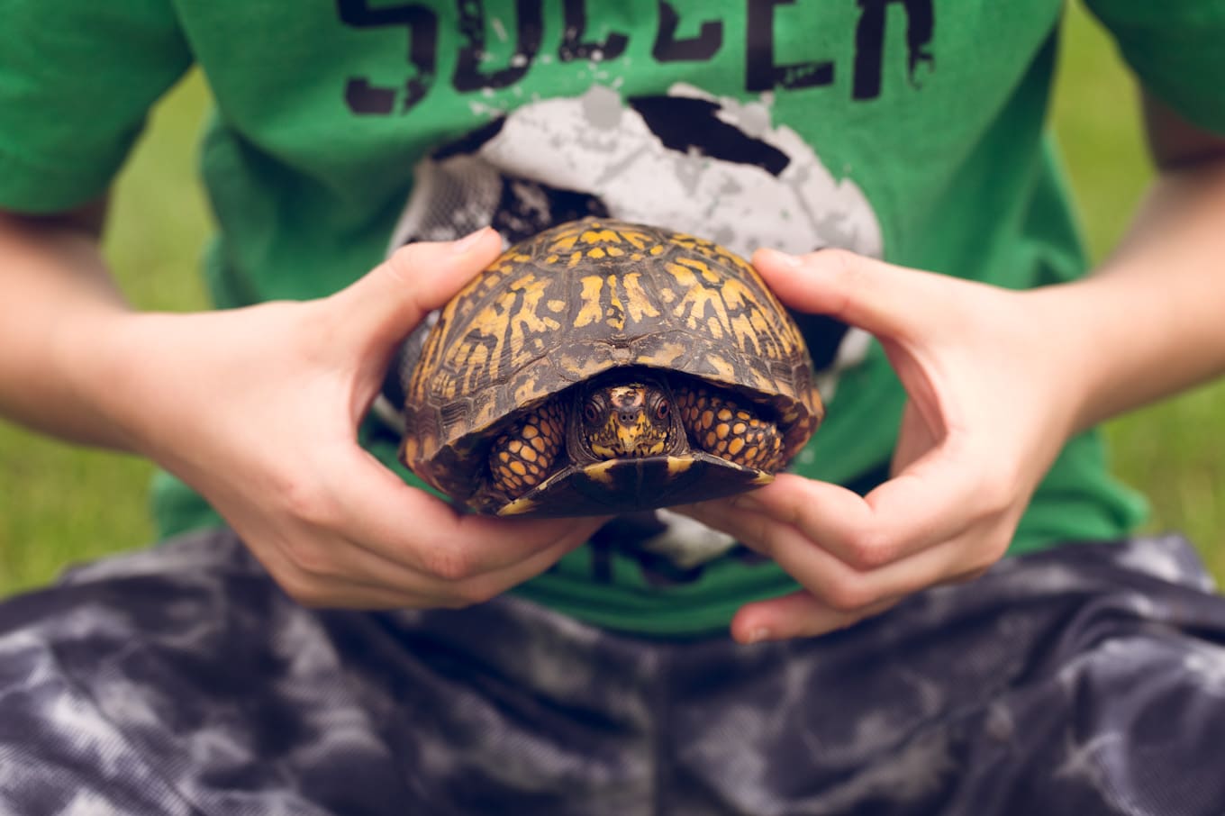 Boy Holding Box Turtle