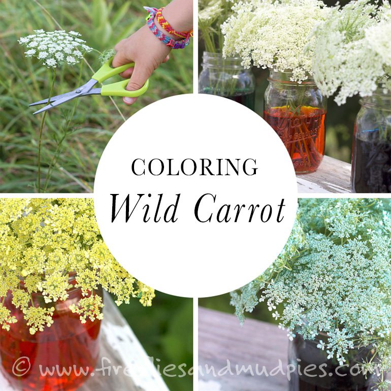 Coloring Wild Carrot | Fireflies and Mud Pies