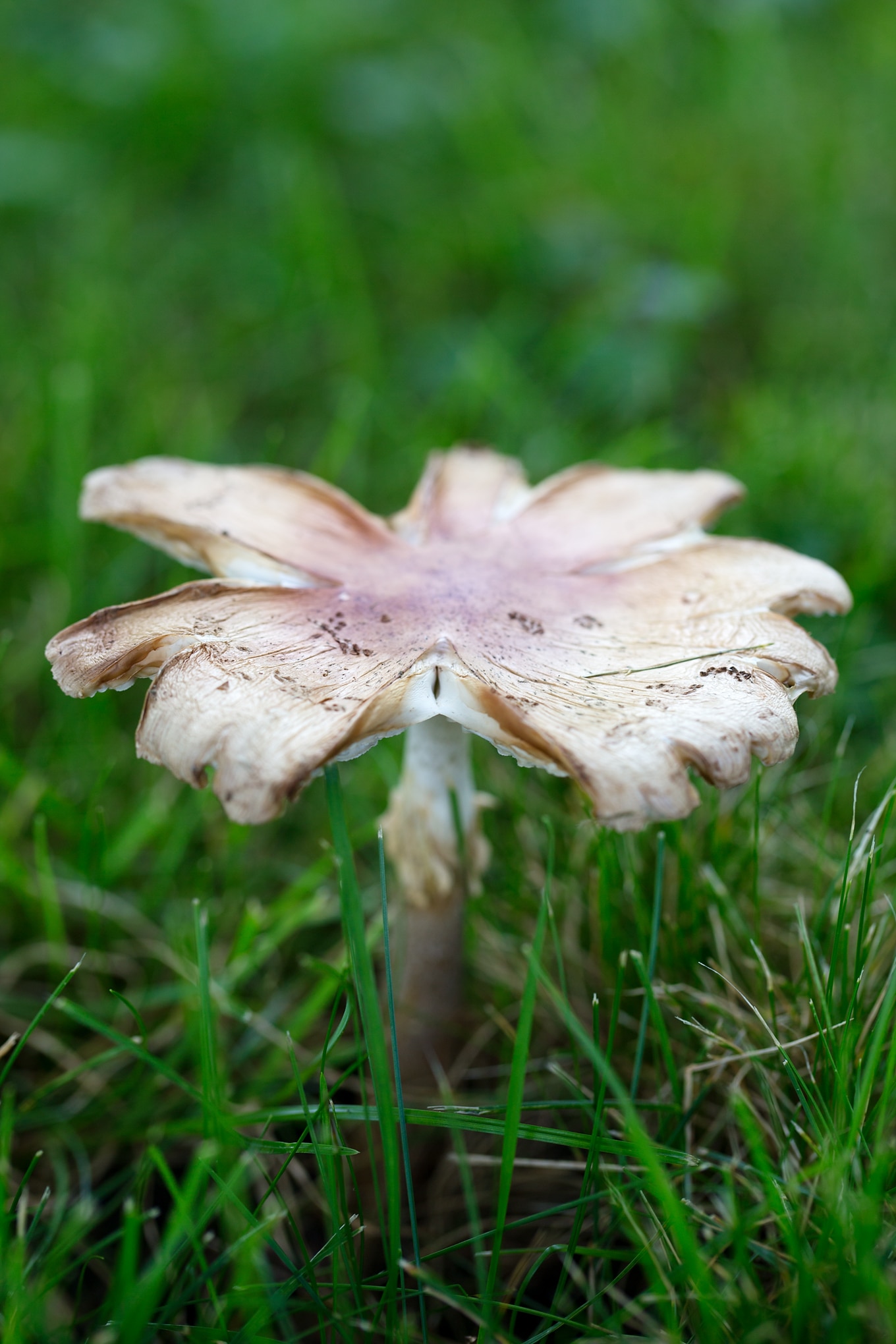 Kids will develop fine-motor skills and have fun while using our printable mushroom template to create colorful Torn Construction Paper Mosaic Mushroom Art.