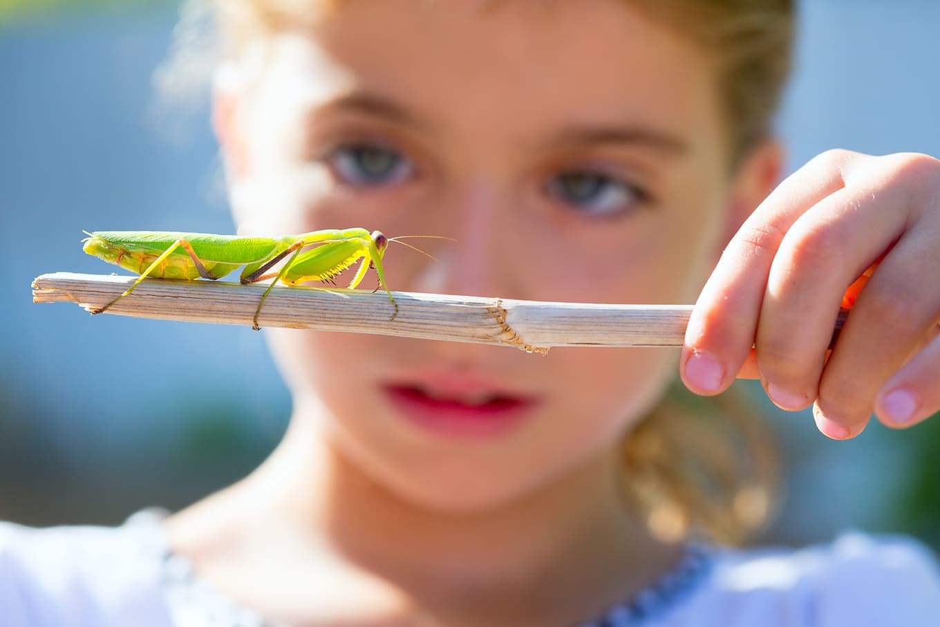 Child Looking at Insect on Nature Walk Child Looking at Insect on Nature Walk