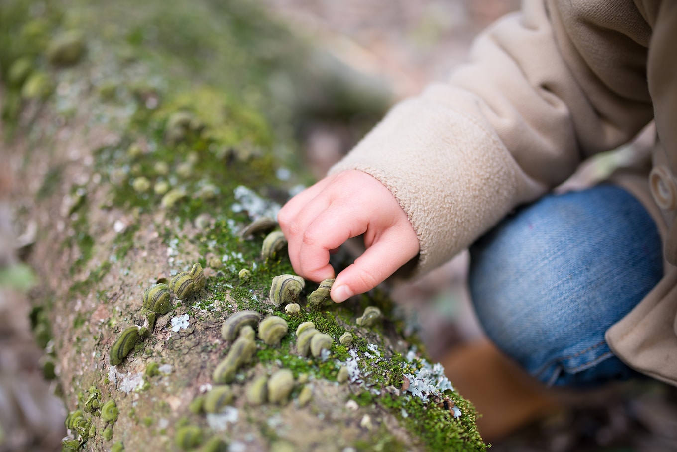 Child Looking at Shelf Fungus on Nature Walk Child Looking at Shelf Fungus on Nature Walk