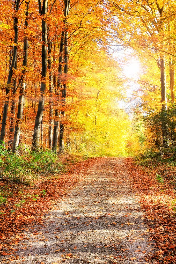 If you're on a quest to make the most of this beautiful, fleeting season with your family in simple, budget-friendly ways, then you'll appreciate this list of 10 Ways to Enjoy Simple Fall Family Fun.