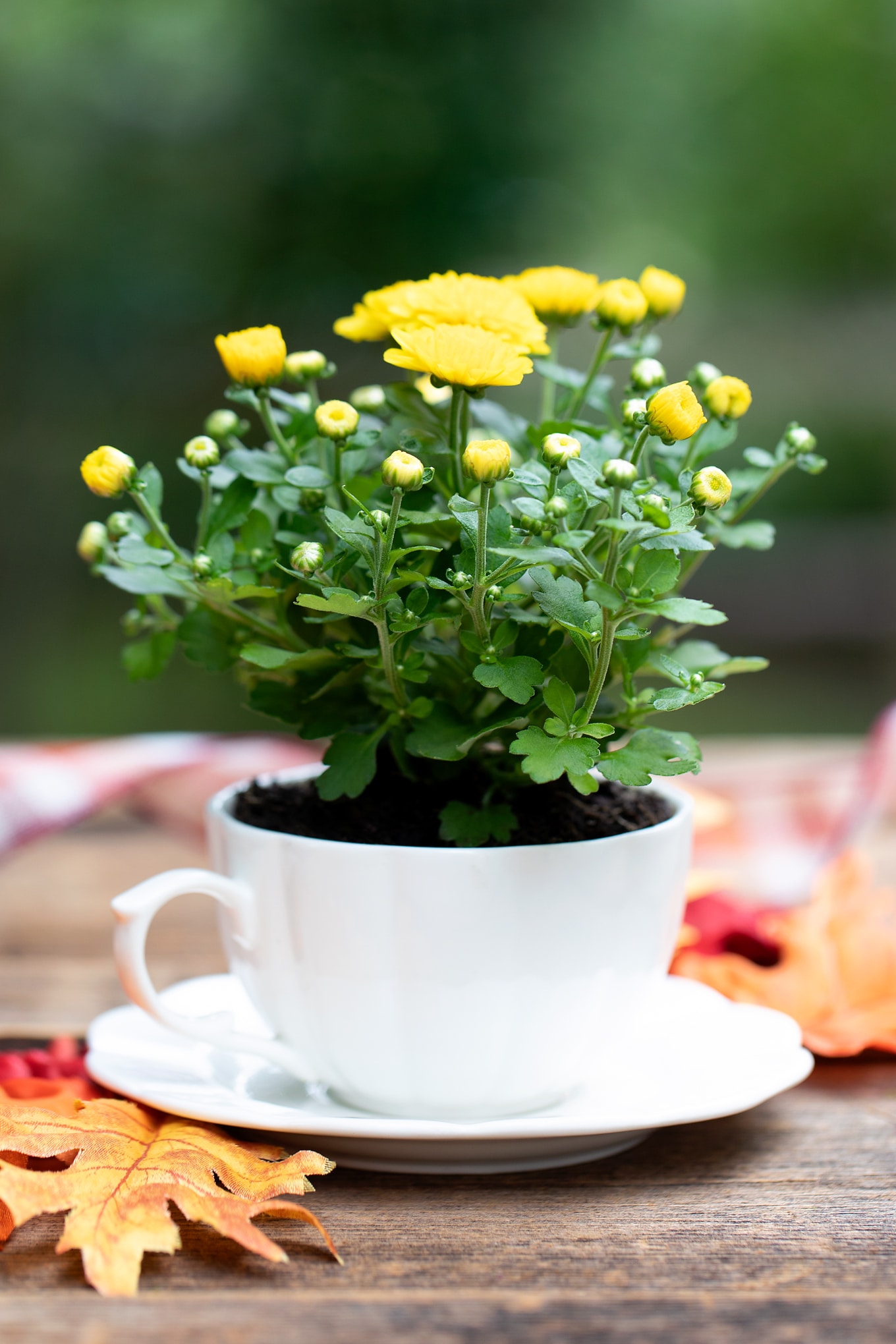 Yellow Mum in a White Teacup for Fall Teacup Garden