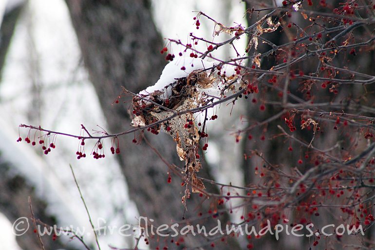 Ragged Gypsy Moth Nest | Fireflies and Mud Pies