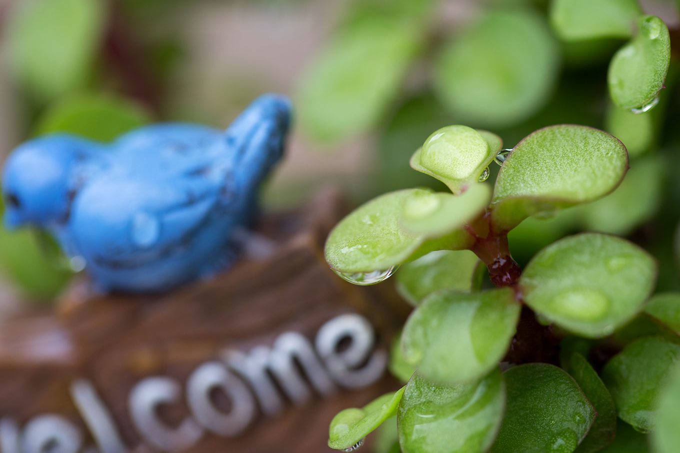 Bring the magic of fairies inside your home with a miniature teacup fairy garden. Perfect for Mother's Day, birthday parties, and sunny windows!