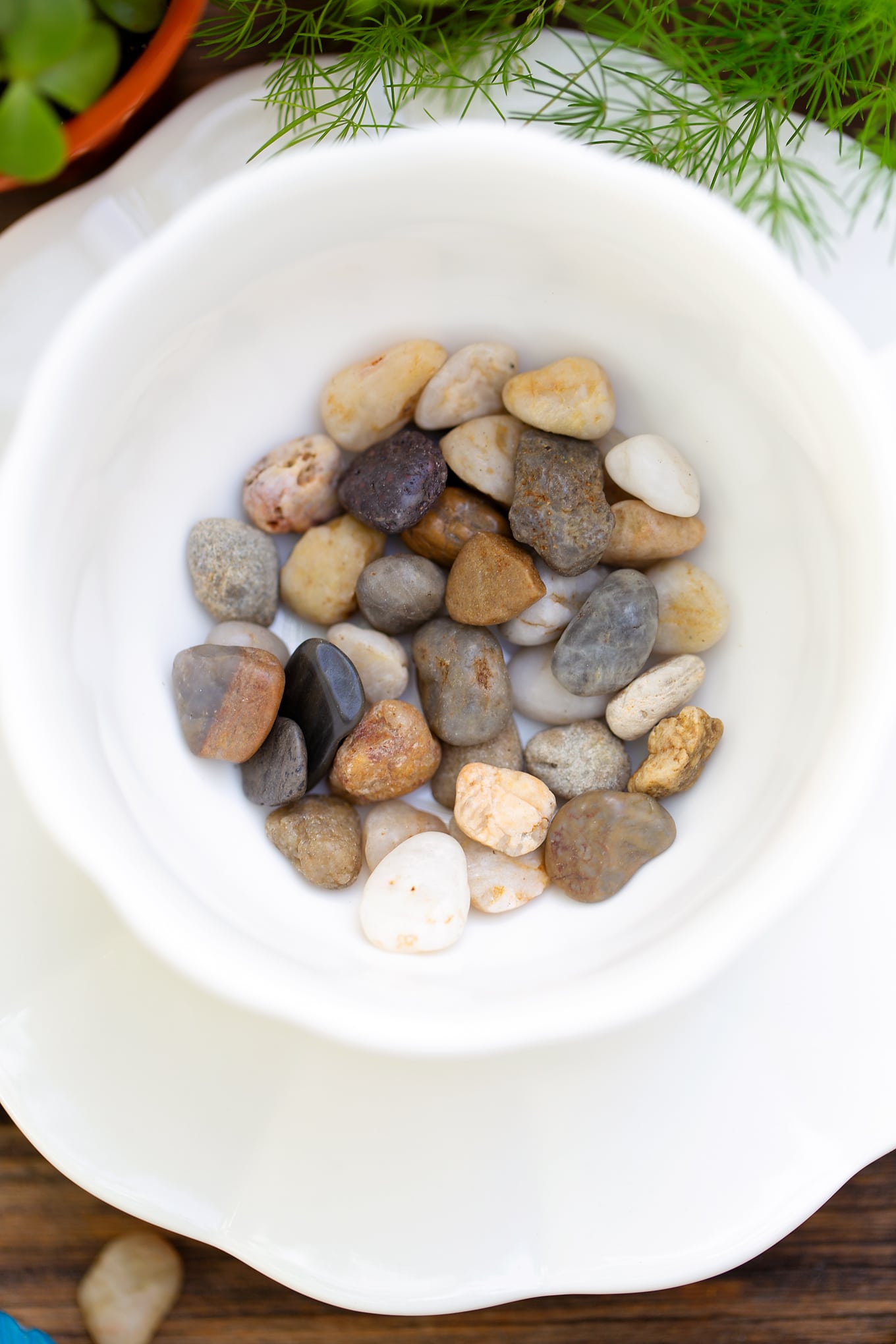 Summer is the perfect season for teacup fairy gardens! Whether kids are learning about the ocean, summer, gardening, or simply enjoying a creative nature activity at home, this easy and fun Under the Sea Teacup Garden is simply perfect for imaginative play. #teacupfairygarden #teacupfairygardenideas #howtomakeateacupfairygarden #summercraftideas #fairygarden #fairygardening #fairygardenkids Stones in White Teacup